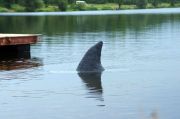 Pływająca płetwa rekina na potrzeby norweskiej kampanii reklamowej social-media filmu 